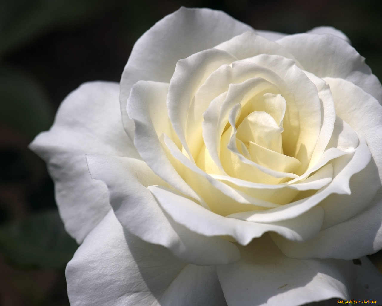 Белые мраморные розы